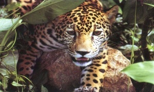 El yaguareté, el macá tobiano y el delfín franciscana, las especies más amenazadas