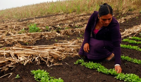Día Mundial del Suelo, una base sólida para la vida