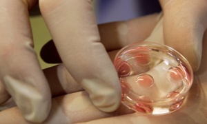Una jueza de Salta condena a una obra social a cubrir un tratamiento de fertilización in vitro