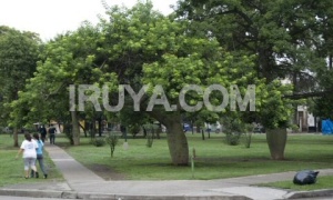 Capoeira en el anfiteatro Cuchi Leguizamón del Parque San Martín