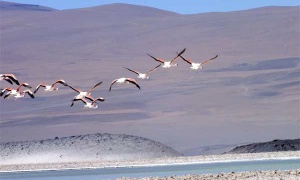 Se celebra hoy el Día Mundial de las Aves
