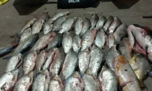 La Policía de Salta secuestra 28 sábalos y 5 bagres en un operativo de control de pesca