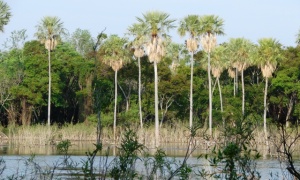 Se celebra hoy el Día Mundial del Medio Ambiente