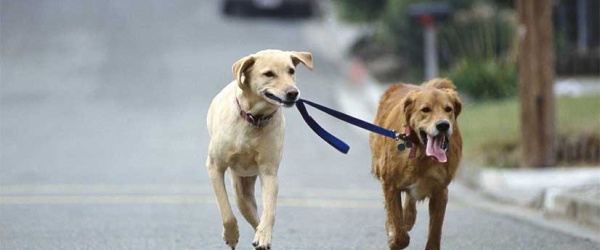 La Municipalidad informa sobre los puestos de asistencia para mascotas durante el Milagro