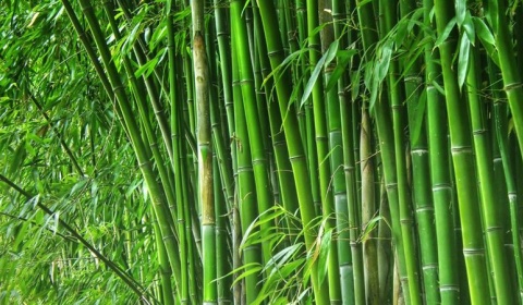 El bambú, la planta del milenio, opción para sustituir el cultivo de tabaco