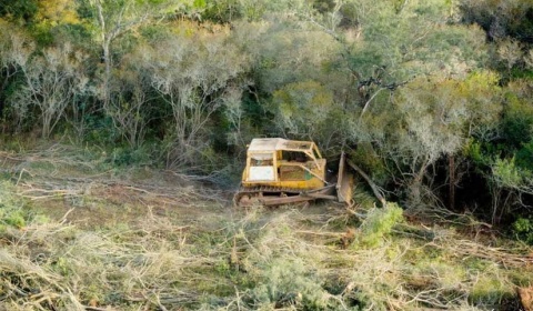 La FAO ampara a los países de la región en la lucha contra la tala ilegal de madera