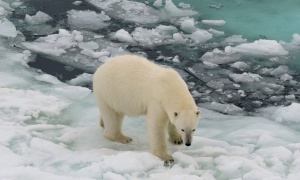 El Ártico arde en llamas por segundo año consecutivo, una clara señal del cambio climático