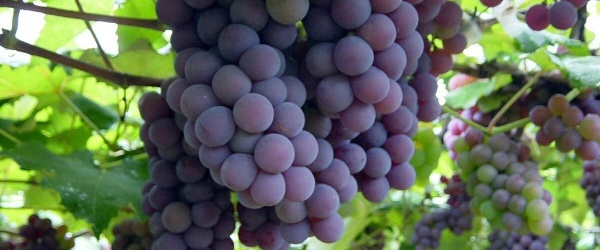 La polilla de la vid preocupa a productores de los Valles Calchaquíes