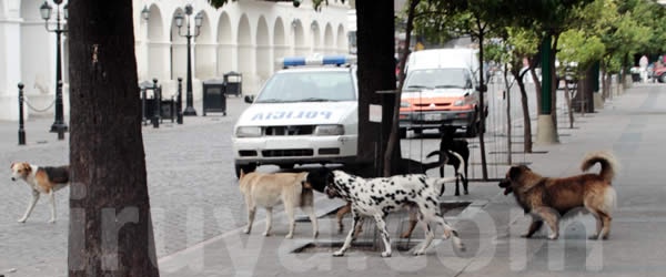 Se celebra hoy el Día Internacional del Perro Callejero