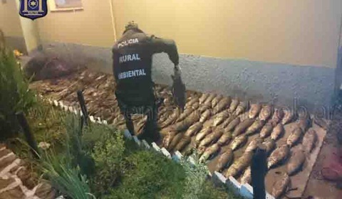 La Policía de Salta secuestra bagres, sábalos y viejas del agua en un operativo de control de pesca