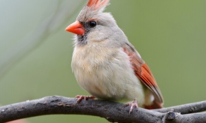 Exposición en Salta en el mes mundial de las aves
