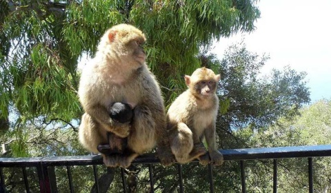 Los humanos y los monos cuando envejecen tienen menos amigos