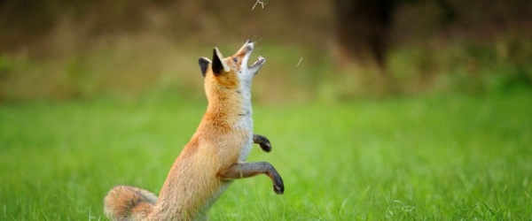 Menos pumas, zorros y rapaces, más ratas y más hantavirus