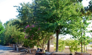 Se celebra hoy en la Argentina el Día del Árbol