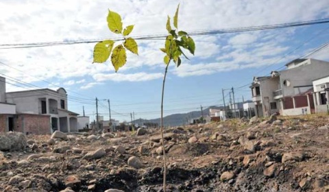 'Salta Reverdece' celebra el día del amigo con una plantación simultánea de árboles