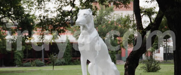 La Argentina celebra hoy el Día del Animal