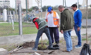 Plantados 25 nuevos árboles en la avenida principal del barrio Santa Ana