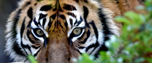 Se celebra hoy el Día Internacional del Tigre