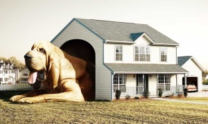 Una jueza de Salta obliga a reformar una casa para que un perro pueda estar suelto