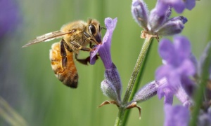 Dependemos de la supervivencia de las abejas