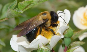 La biodiversidad que nos alimenta, gravemente amenazada
