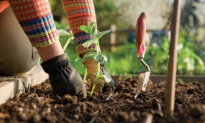 La Municipalidad de Salta fomenta el cultivo de huertas orgánicas