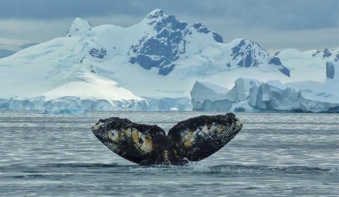 Se celebra hoy el Día Mundial contra la Caza de Ballenas