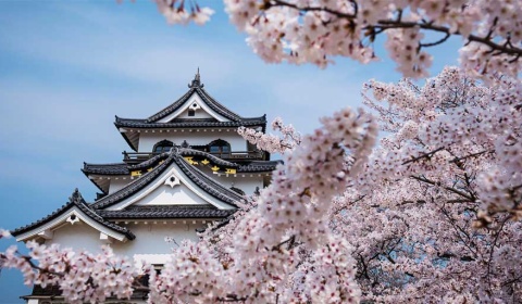 Japón: Cerezos amenazados por un coleóptero invasor