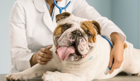 6 de agosto: Día del Veterinario Argentino