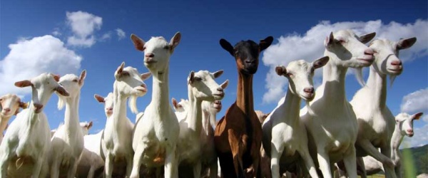 Nueva edición de la feria de pequeños productores en Chicoana