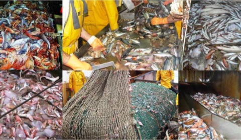 Defaunación marina, extinción masiva de especies oceánicas
