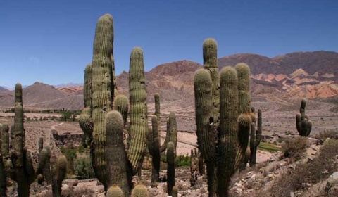 Un estudio revela que el 30% de las especies de cactus están en peligro de extinción