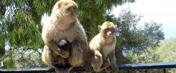 Los humanos y los monos cuando envejecen tienen menos amigos