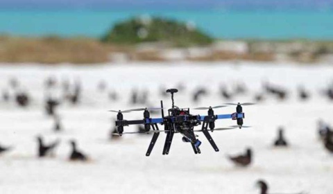 Drones para recuentos más precisos de aves