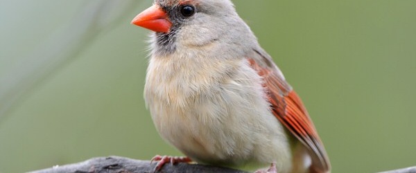 Exposición en Salta en el mes mundial de las aves