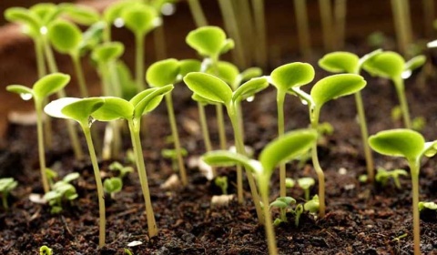 Se celebra hoy el Día Mundial de la Agricultura