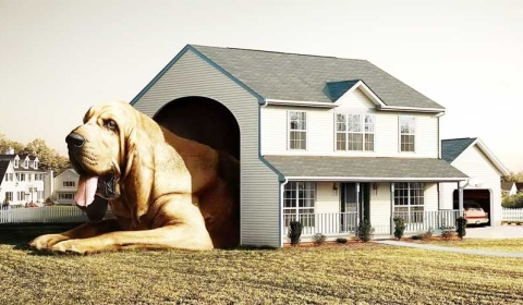 Una jueza de Salta obliga a reformar una casa para que un perro pueda estar suelto