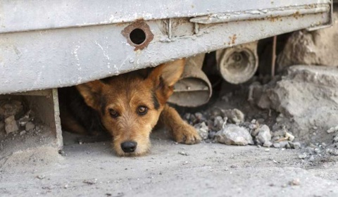 Se celebra hoy el Día Mundial del Animal Abandonado