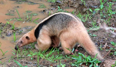 Devuelto a su hábitat a un oso melero que deambulaba sin rumbo en Salta
