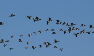 10 y 11 de mayo: Día Mundial de las Aves Migratorias