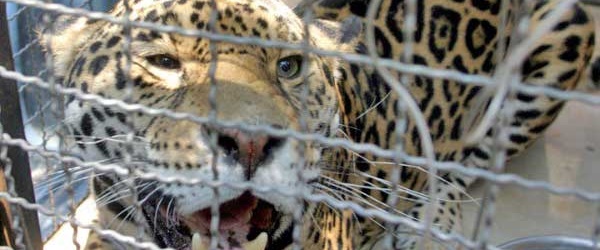 Los delitos contra la vida silvestre y bosques dificultan el desarrollo sostenible