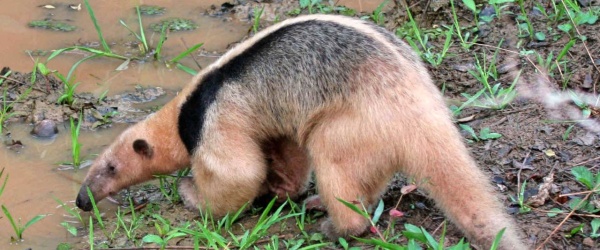 Devuelto a su hábitat a un oso melero que deambulaba sin rumbo en Salta