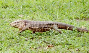 La piel de una iguana colorada podrá venderse a 45 pesos en Salta