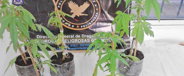 Cinco plantas de marihuana sin dueño halladas en un cañaveral de Campo Santo