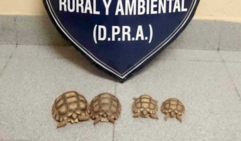 La Policía de Salta no ve con buenos ojos la venta de reptiles por Facebook