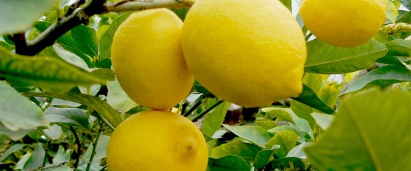 Las exportaciones de carne, frutas y hortalizas crecen en el primer semestre del año