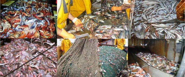 Defaunación marina, extinción masiva de especies oceánicas