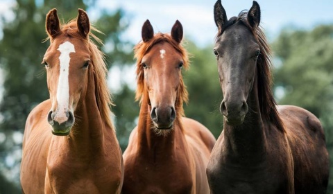 Se celebra hoy el Día Nacional del Caballo