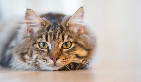 Se celebra hoy el Día Internacional del Gato