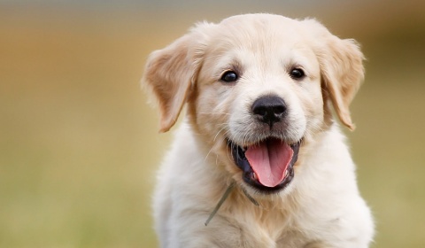 Se celebra hoy el Día Mundial del Perro